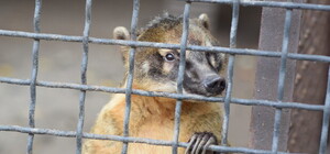 Тварин із запорізької дитячої залізниці евакуювали до Львова