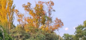 Жовтнева прохолода: яка погода буде в Одесі наступного тижня