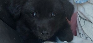 Біля могили загиблого одеського зоозахисника знайшли 10 цуценят