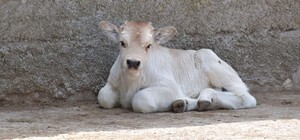 Дай ім'я малюку: в Одеському зоопарку оголосили конкурс на найкращі імена для новонароджених тварин