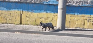 У Дніпрі на проспекті Хмельницького помітили лисицю