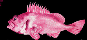 Виставка “Прихисток” 