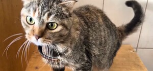 Не зможуть обігріти взимку: харківський притулок для тварин шукає сім'ї для 100 кішок