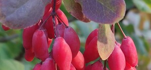 У Ботсаді Одеси настала осінь (фото)