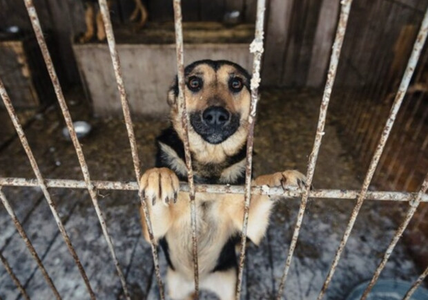 Оприлюднено графік відлову безпритульних собак у Львові на листопад і грудень 