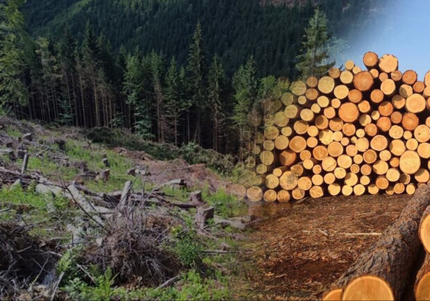 У Турці незаконно вирубані дерева конфіскували на потреби ЗСУ 