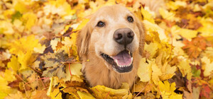 Яка погода буде у Дніпрі у листопаді