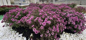 Понад 1000 кущів: у Харкові влаштували «бал хризантем» (фото)