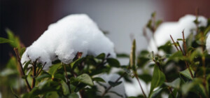 Коли у Запоріжжі прогнозують морози та перший сніг