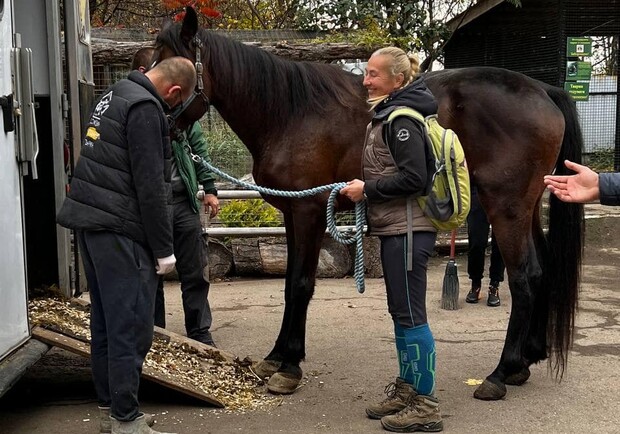 У Домівці врятованих тварин оселився кінь із Краматорська. 