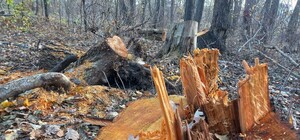 У Дніпрі вирубали понад 40 дерев, які занесені до Червоної книги