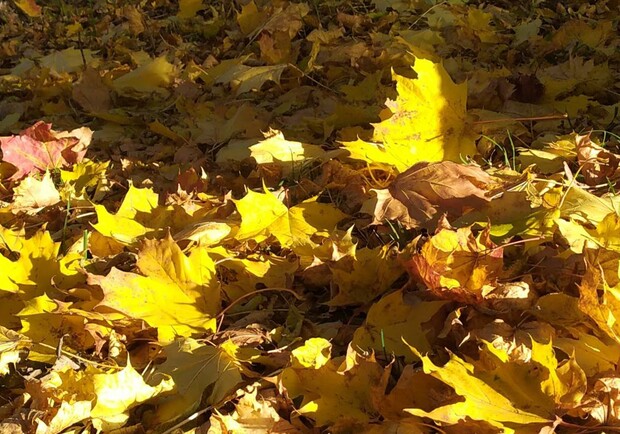 У Львові зібрали тисячу тонн опалого листя 