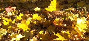 У Львові зібрали тисячу тонн опалого листя