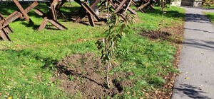 У Полтаві невідомі вкрали сакури з клумби біля райради