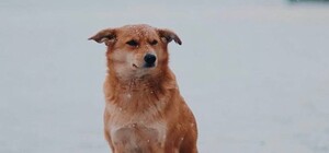 У Дніпрі випав перший сніг (фото)