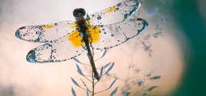 Три світлини з Києва можуть стати 