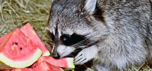 У зоопарку Києва оголосили про підготовку великої експозиції з врятованими під час війни єнотами