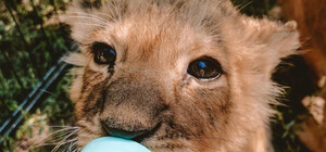 Одеські ветеринари врятували трьох левенят із Херсона, мама яких померла від голоду