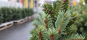 Де і коли у Києві запрацюють ялинкові базари. Адреси