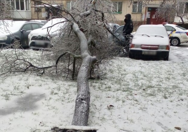 12 грудня у Львові знову прогнозують деревопад. 