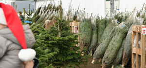 Де у Дніпрі відкрили офіційні ялинкові базари (адреси)