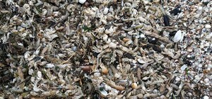 Окупанти спричинили екологічну катастрофу на Молочному лимані у Запорізькій області