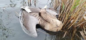 Екологічна катастрофа: на Одещині через отрутохімікати загинули тисячі диких птахів та тварин