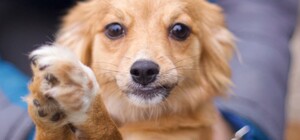 Львівське комунальне підприємство 