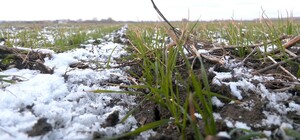 Агроном розповів, як мороз впливає на посіви озимих культур на Харківщині