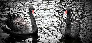 Де у Києві можна побачити чорних лебедів та їхніх пташенят