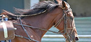 На Київському іподромі пройде благодійний турнір з конкуру 