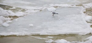 У Харкові перехожі врятували підлітка, який провалився під кригу