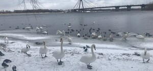На Оболонській набережній у Києві гинуть лебеді