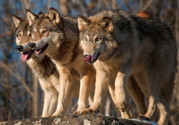 На Львівщині активізувалися вовки, мешканців просять бути обережними. 