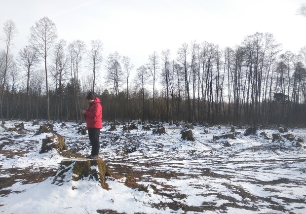 Внаслідок падіння дерева на Львівщині загинув 35-річний чоловік 