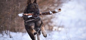 У Києві власників собак запрошують на безкоштовний майстер-клас з дресури