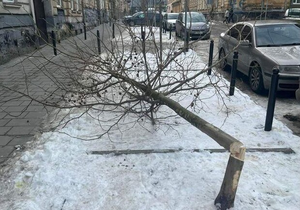 На місці зрізаних платанів у Львові висадять нові дерева 
