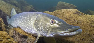 На Одещині ввели заборону на вилов щуки та камбали