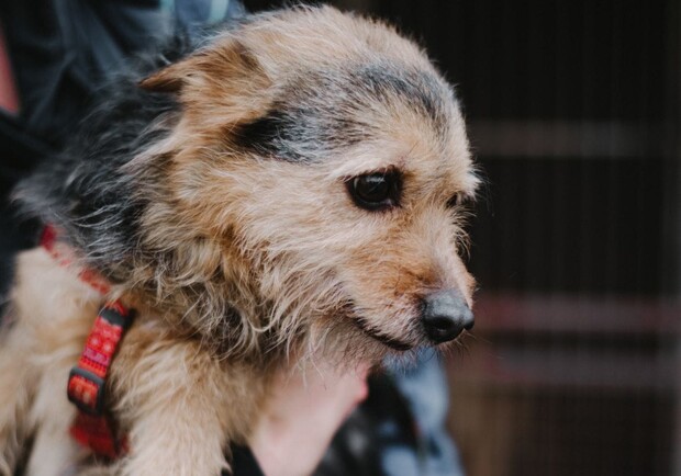 Маленький собака Люсі, знайдений у Львові з повідком, чекає на "всиновлення". 