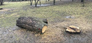 У парку Відрадний вирубали десятки дерев - фото
