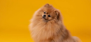 Киянин із СІЗО провернув оригінальну аферу