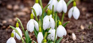 В Одесі цвітуть крокуси та проліски