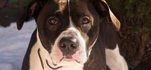 Енергійна Норда з львівського центру адопції тварин чекає на активних господарів