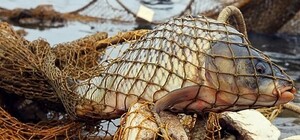У Запоріжжі судитимуть хлопця за незаконний вилов риби на 300 тисяч гривень