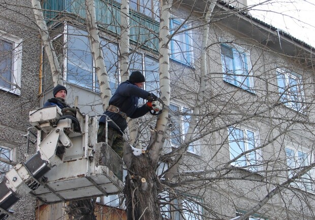 В усіх районах Львова проводять кронування дерев. 
