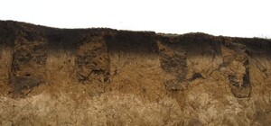 Видно поховання: у місті на Дніпропетровщині знайшли старовинний цвинтар