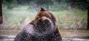 В Одеському зоопарку після зими прокинулися ведмеді