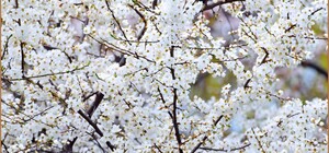 До одеського парку Перемоги прийшла весна: дивись, як це гарно