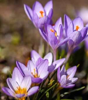 П'ять локацій на Львівщині, де можна помилуватися цвітінням крокусів 