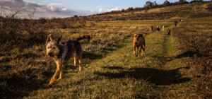 На Київщині безпритульні собаки покусали депутата облради – ВІДЕО